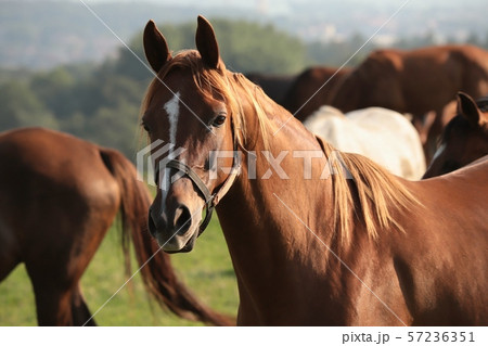Close up of a horse with a light mane Close up of a horse with a light mane 57236351
