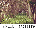 林 森 樹林 57236359