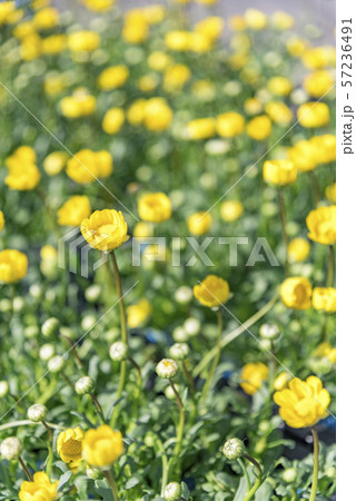 【花畑】 【花畑】 57236491