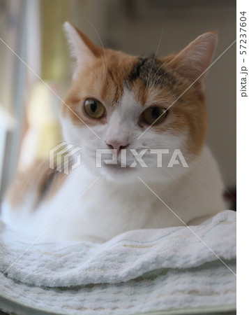 たたずむ猫 57237604