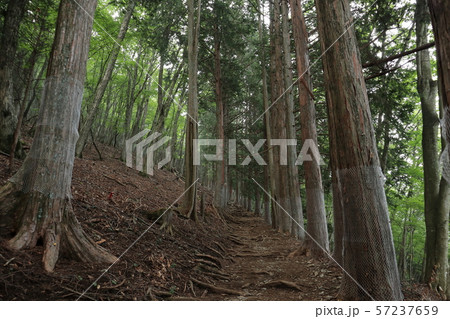 三峯神社 奥宮への参道 三峯神社 奥宮への参道 57237659