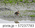 鳥 アヒル あひる 57237783