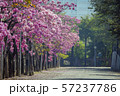 花 フラワー お花 57237786