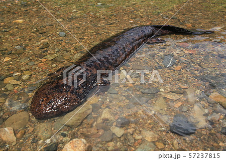 オオサンショウウオ 57237815