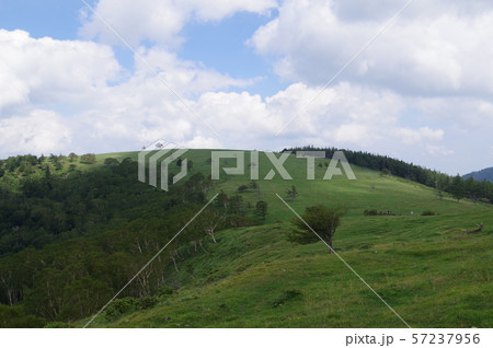 信州の高原 美ヶ原高原 美ヶ原牧場周辺風景 標高2000mで夏雲が間近に 信州の高原 美ヶ原高原 美ヶ原牧場周辺風景 標高2000mで夏雲が間近に 57237956