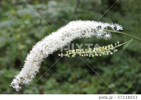 上高地 植物 サラシナショウマ 上高地 植物 サラシナショウマ 57238033