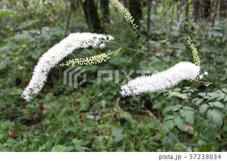 上高地 植物 サラシナショウマ 57238034