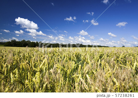 real organic green rye 57238261