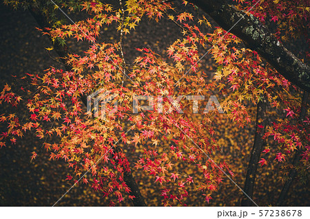 黄色と赤の紅葉 57238678