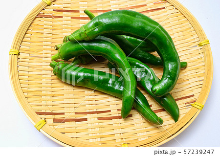 万願寺とうがらし 万願寺とうがらし 57239247