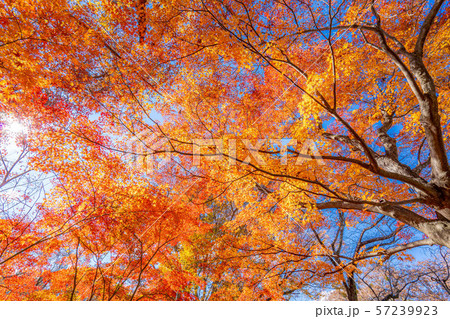 懐古園　秋　紅葉　【長野県】 57239923