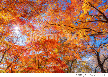 懐古園 秋 紅葉 【長野県】 懐古園 秋 紅葉 【長野県】 57239924