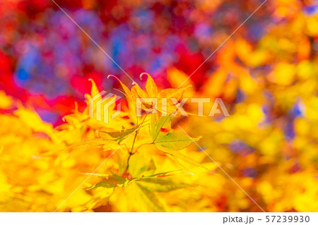 懐古園 秋 紅葉 【長野県】 懐古園 秋 紅葉 【長野県】 57239930