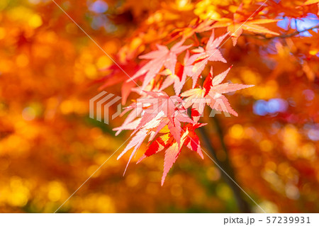 懐古園 秋 紅葉 【長野県】 懐古園 秋 紅葉 【長野県】 57239931