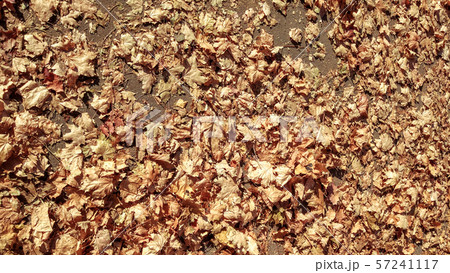 Close-up view from the top, texture autumn, many leaves fallen from trees, golden leaves on asphalt 57241117