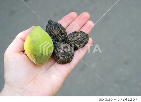 Green walnuts in a green shell and peeled from it in a female hand. Close up view. 57241267