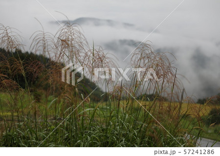 山形県鶴岡市注連寺門前 ススキと山霧 山形県鶴岡市注連寺門前 ススキと山霧 57241286