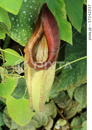 ウツボカズラ 食虫植物 ウツボカズラ 食虫植物 57242037