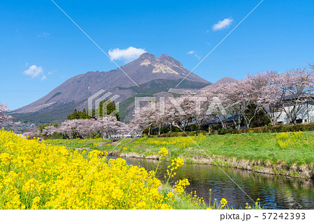 由布岳と満開の桜と菜の花 4月の湯布院 の写真素材