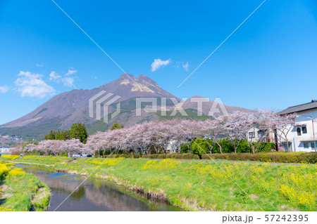 由布岳と満開の桜 4月の湯布院 の写真素材