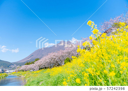由布岳と満開の桜と菜の花 4月の湯布院 の写真素材