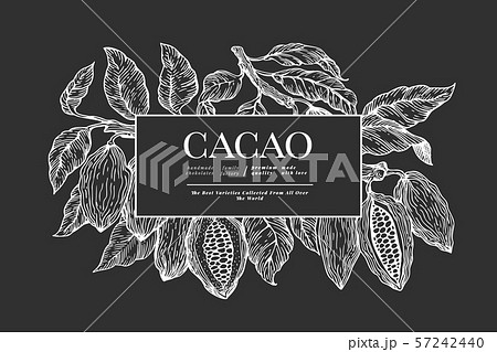 Cocoa banner template. Chocolate cocoa beans Cocoa banner template. Chocolate cocoa beans 57242440