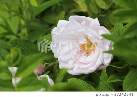 美しい薄桃色のハマナス 57242541