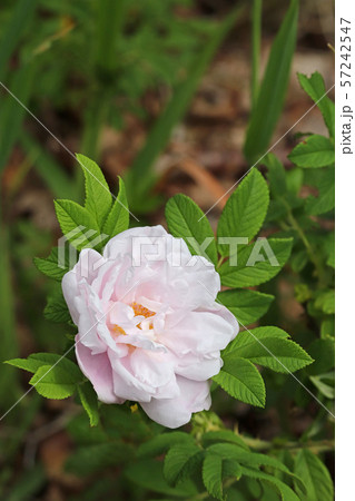 美しい薄桃色のハマナス 57242547