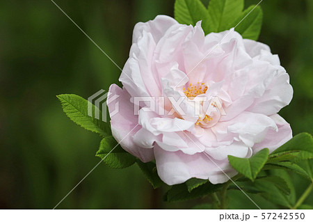 美しい薄桃色のハマナス 美しい薄桃色のハマナス 57242550