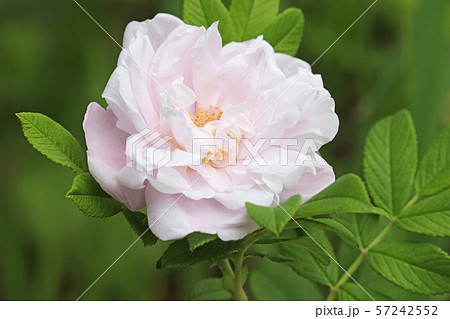 美しい薄桃色のハマナス 57242552