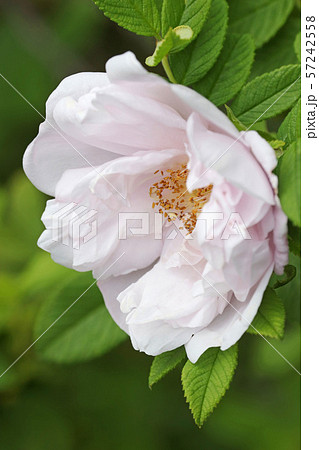 美しい薄桃色のハマナス 57242558