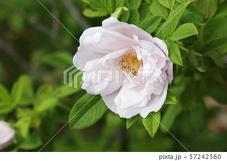 美しい薄桃色のハマナス 57242560