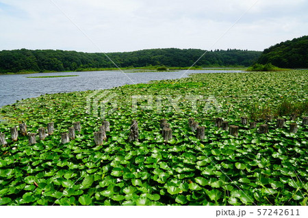 青森　三沢市民の森　小田内沼 57242611