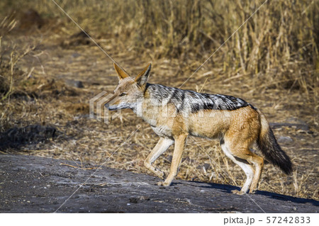 Black backed jackal in Kruger National park, South 57242833
