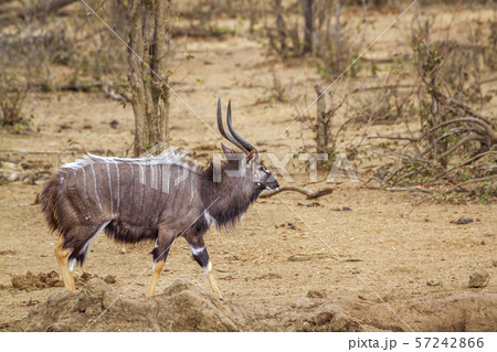 Nyala in Kruger National park, South Africa Nyala in Kruger National park, South Africa 57242866