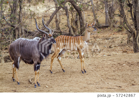 Nyala in Kruger National park, South Africa 57242867