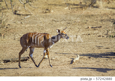 Nyala in Kruger National park, South Africa Nyala in Kruger National park, South Africa 57242880