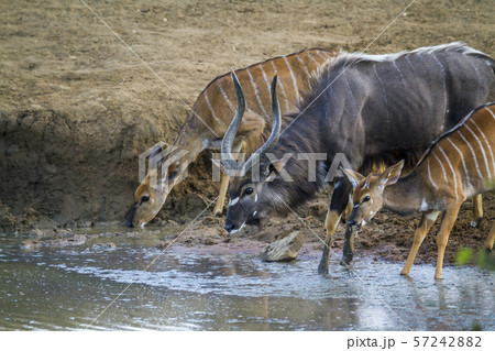 Nyala in Kruger National park, South Africa Nyala in Kruger National park, South Africa 57242882