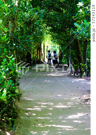 フクギ並木でサイクリング 57243119