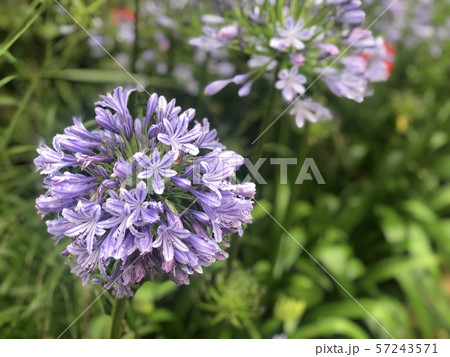 春 庭 花壇 春 庭 花壇 57243571