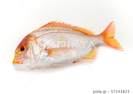 黄鯛 黄鯛 57243825