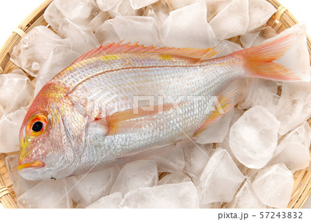 黄鯛 黄鯛 57243832