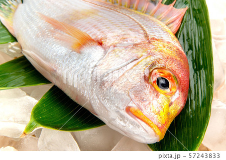 黄鯛 黄鯛 57243833