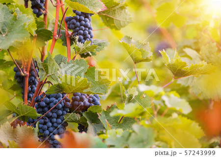 Bunch of grapes on a vineyard during sunset. 57243999