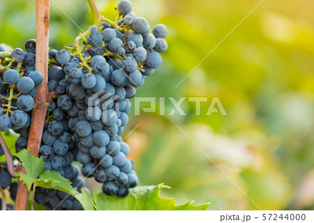 Bunch of grapes on a vineyard during sunset. 57244000