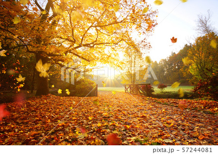 Autumn forest. Beautiful rural scenery. Autumn forest. Beautiful rural scenery. 57244081