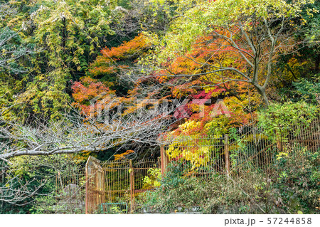 蹴上船溜付近の紅葉 蹴上船溜付近の紅葉 57244858