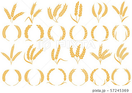 Wheat or barley ears. Golden grains harvest, stalk grain wheat, corn oats and rye. Barley organic Wheat or barley ears. Golden grains harvest, stalk grain wheat, corn oats and rye. Barley organic 57245369