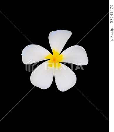 Plumeria flower isolated on black background  57245479