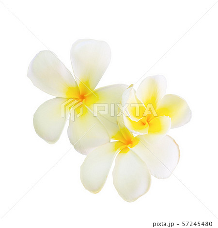 Plumeria flower panicle isolated on white Plumeria flower panicle isolated on white 57245480